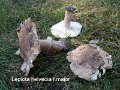Lepiota helveola var.major-amf2181